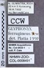 Etikette zu Glyphonyx ferrugineus (NHMW-ZOO-COL-0008491)